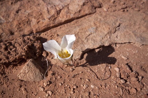 Mormon Tulip