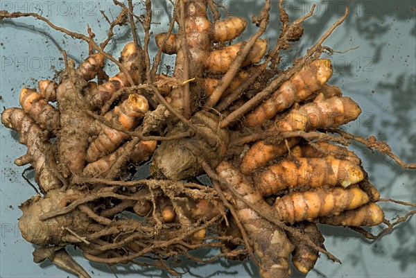 Kasturi Turmeric Turmeric