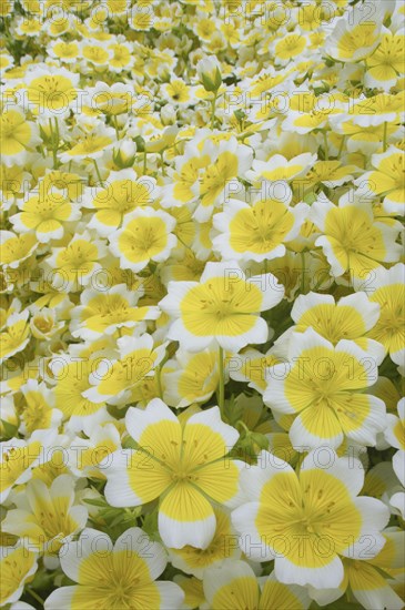 Poached douglas' meadowfoam