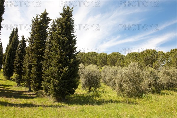 Mediterranean cypress