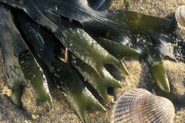 Spiral wrack