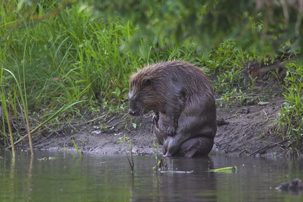 Eurasian beaver