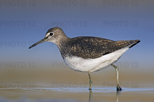 Green sandpiper