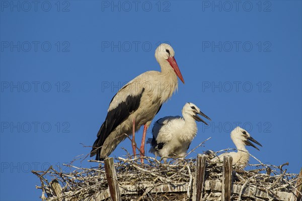 White stork