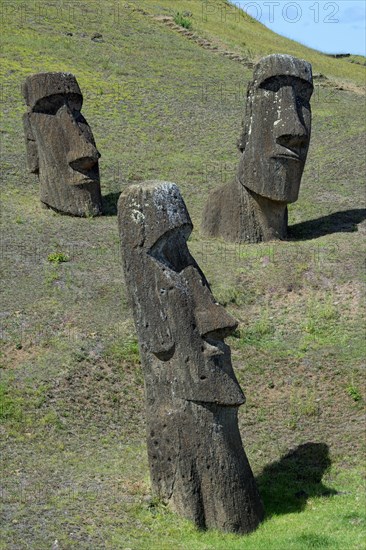 Moai in Rano Raraku