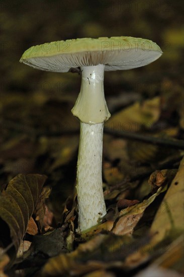 False Death Cap