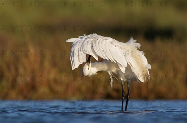 Little egret