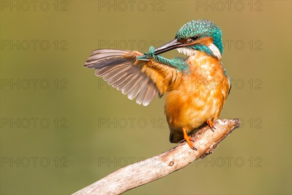 Kingfisher