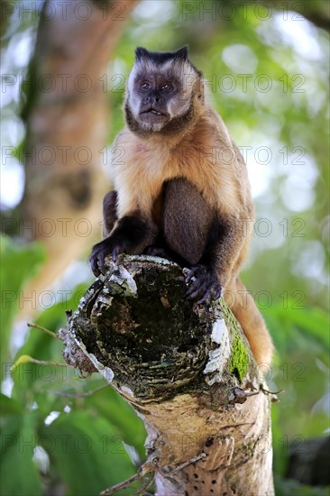 Brown Capuchin