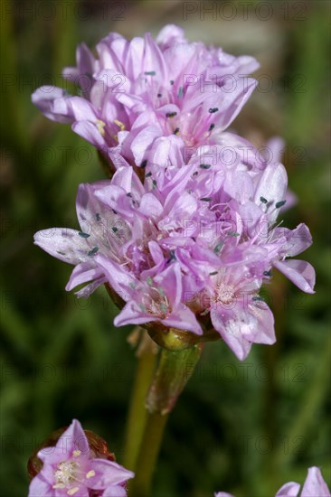 Beach grass carnation