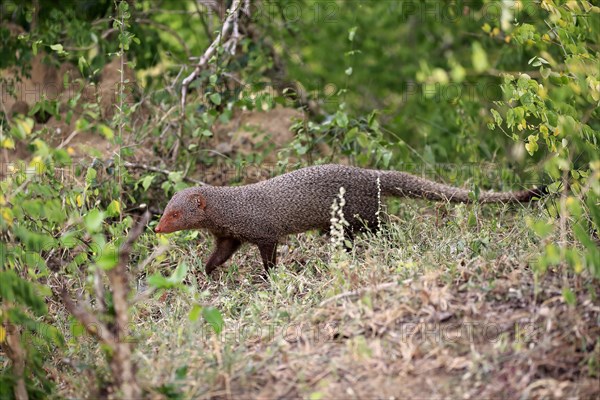 Indian gray mongoose