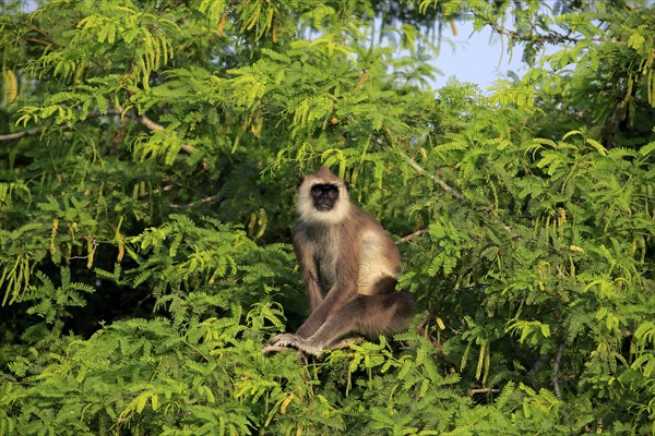 Southern Hanuman langur