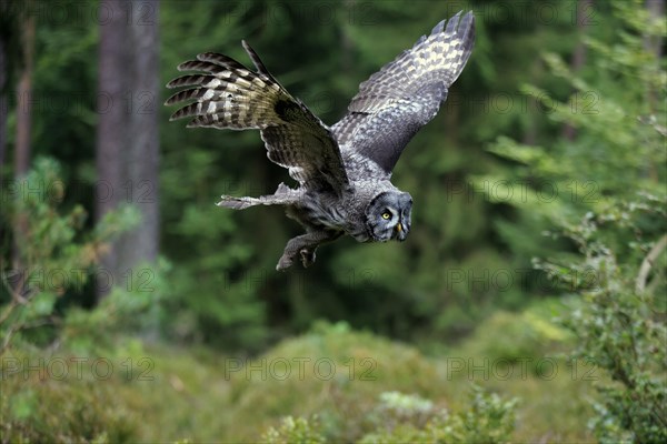 Great Grey Owl