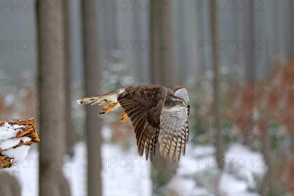 Northern goshawk