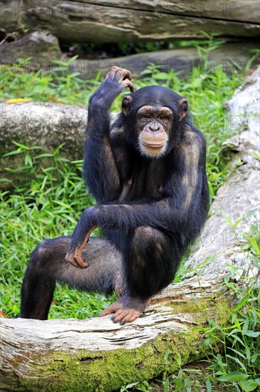 Common chimpanzee