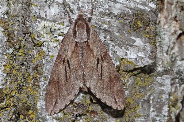 Pine Hawk Moth