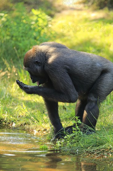 Western lowland gorilla