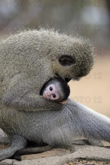 Vervet monkey