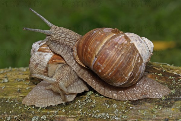 Roman snail