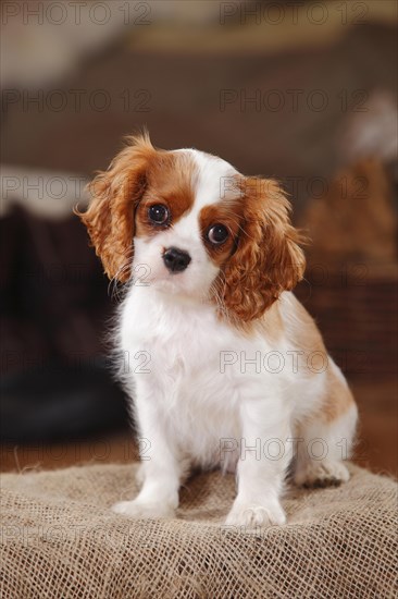 Cavalier King Charles Spaniel