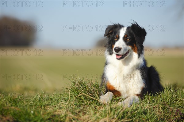 Australian Shepherd