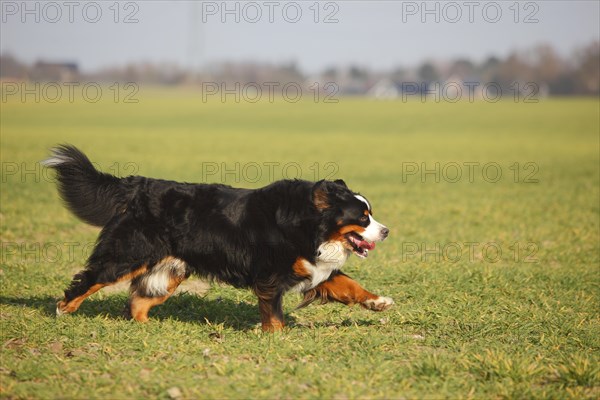 Bernese Mountain Dog