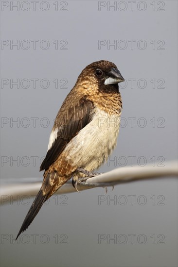 White-rumped munia