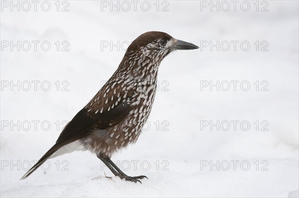 Spotted Nutcracker