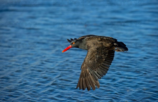 Blackish Oystercatcher