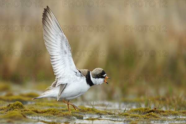 Semipalmated Plover