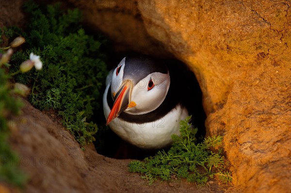 Atlantic Puffin