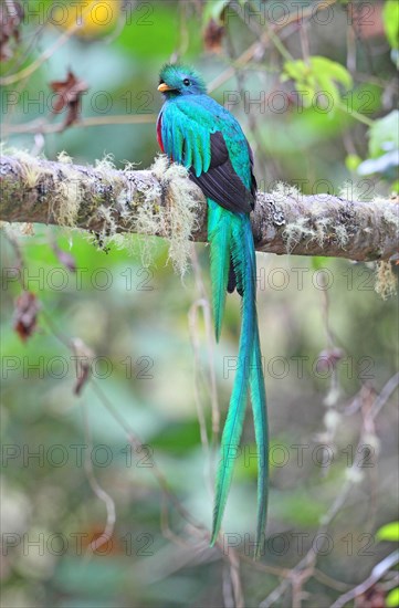 Quetzal