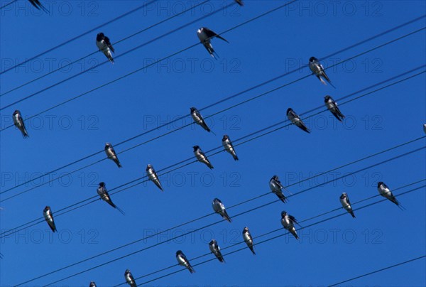 Barn Swallow