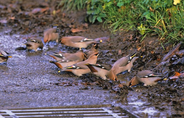 Waxwing