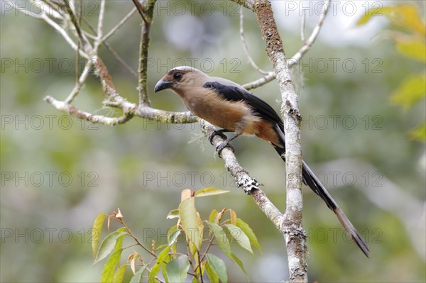 Bornean Treepie