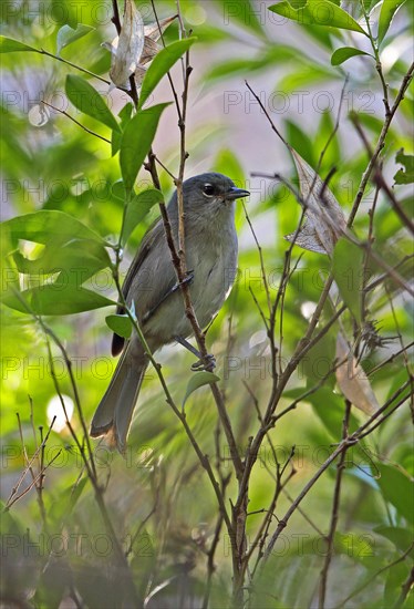 Green-tailed Warbler