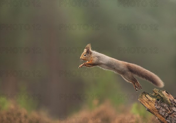 Eurasian red squirrel