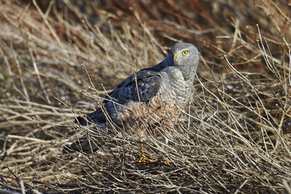 Cinereous Harrier