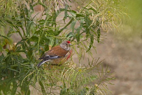 Acanthis cannabina