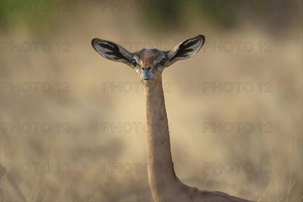 Gerenuk