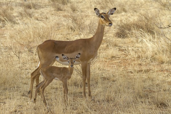 Impala