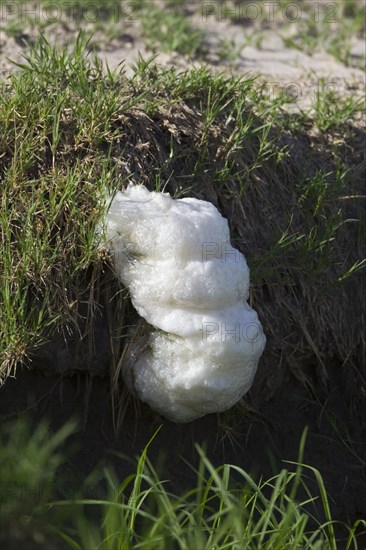 Foam-nest Treefrog