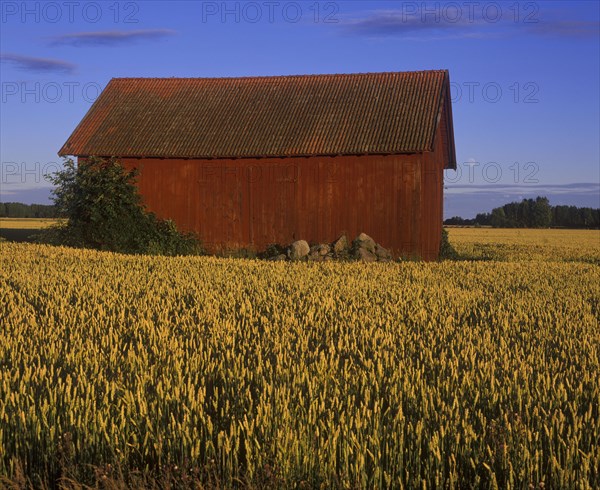 Barn in wheat field and moon