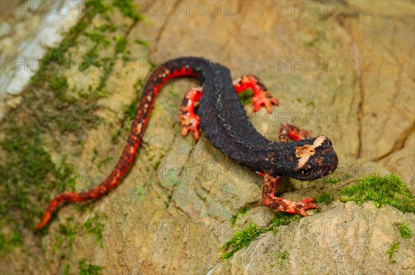 Northern Spectacled Salamander