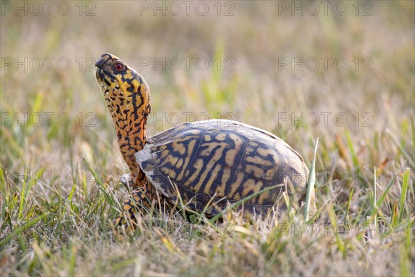 Eastern Box Turtle