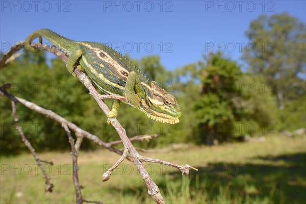 Cape Dwarf Chameleon