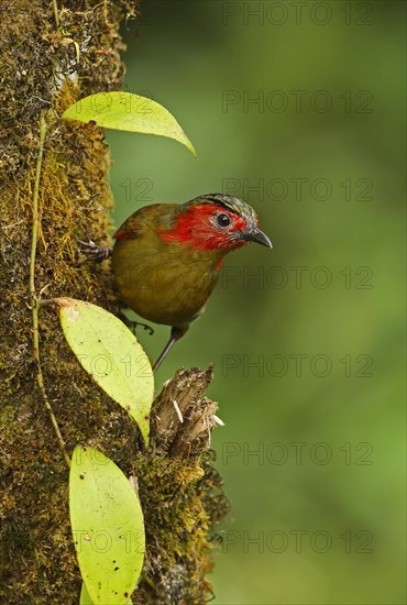 Red-faced Liocichla