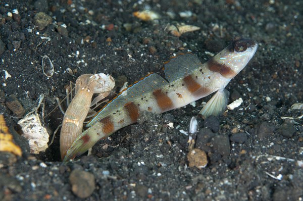 Adult red-legged shrimp