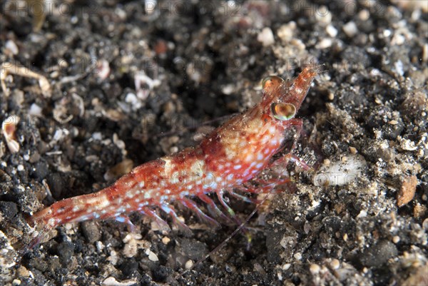 Humpback Prawn