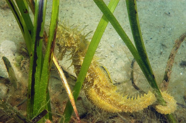 Long-snouted Seahorse